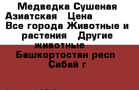 Медведка Сушеная Азиатская › Цена ­ 1 400 - Все города Животные и растения » Другие животные   . Башкортостан респ.,Сибай г.